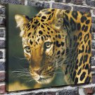 Carl Brenders leopard  20x16 inch FRAMED CANVAS PRINT