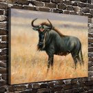 African wildebeest  20x16 inch FRAMED CANVAS PRINT
