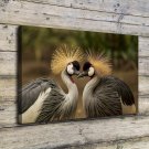 Crowned Crane Bird  20x16 inch FRAMED CANVAS PRINT
