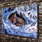 Nestled Gray Fox  20x16 inch FRAMED CANVAS PRINT