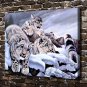 Snow leopard Animals  20x16 inch FRAMED CANVAS PRINT
