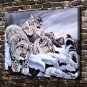 Snow leopard Animals  20x16 inch FRAMED CANVAS PRINT