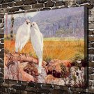 Grey goshawks Birds  20x16 inch FRAMED CANVAS PRINT