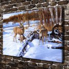 Animal Deer  20x16 inch FRAMED CANVAS PRINT