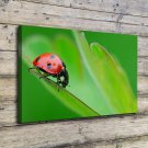 Beetles on Grass Leaf Decor  20x16 inch FRAMED CANVAS PRINT