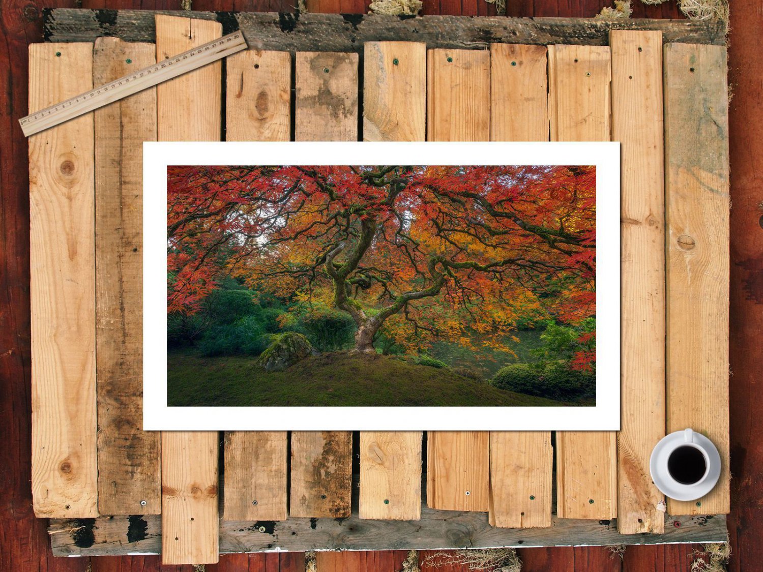 Autumn Tree In Garden  20x16 inch FRAMED CANVAS PRINT