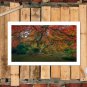 Autumn Tree In Garden  20x16 inch FRAMED CANVAS PRINT