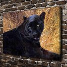 Black Sphinx Cheetah  20x16 inch FRAMED CANVAS PRINT