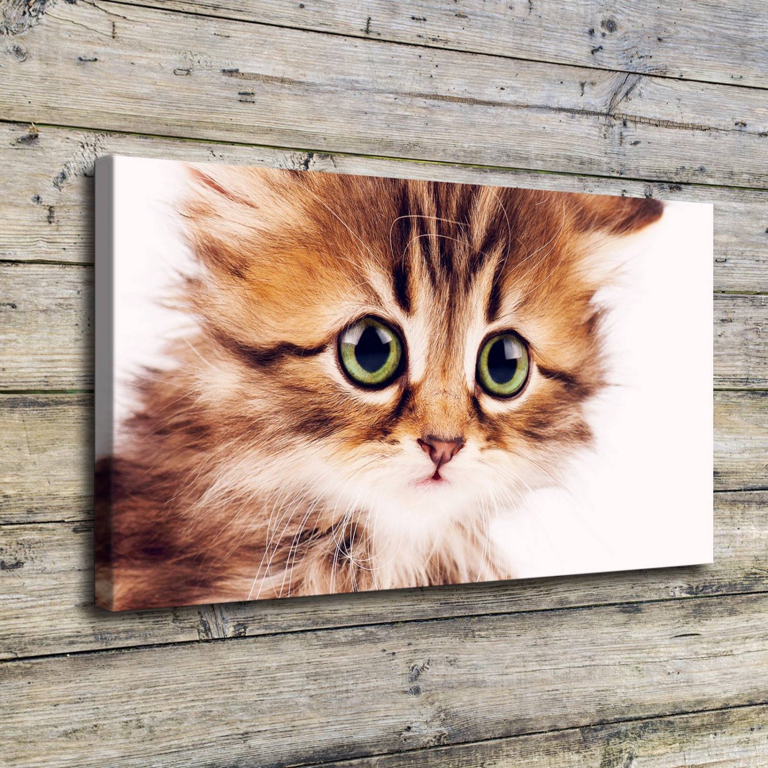 Cute Kitty  20x16 inch FRAMED CANVAS PRINT