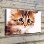 Cute Kitty  20x16 inch FRAMED CANVAS PRINT