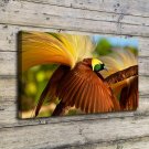 Bird of Paradise  20x16 inch FRAMED CANVAS PRINT