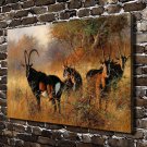 DAfrican Savannah Antelope  20x16 inch FRAMED CANVAS PRINT