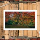 Autumn Tree In Garden  20x16 inch FRAMED CANVAS PRINT