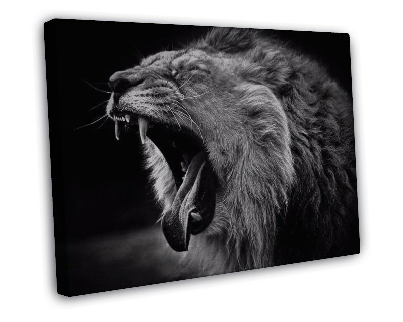 Lion Yawning Photo 16x12 Framed Canvas Print