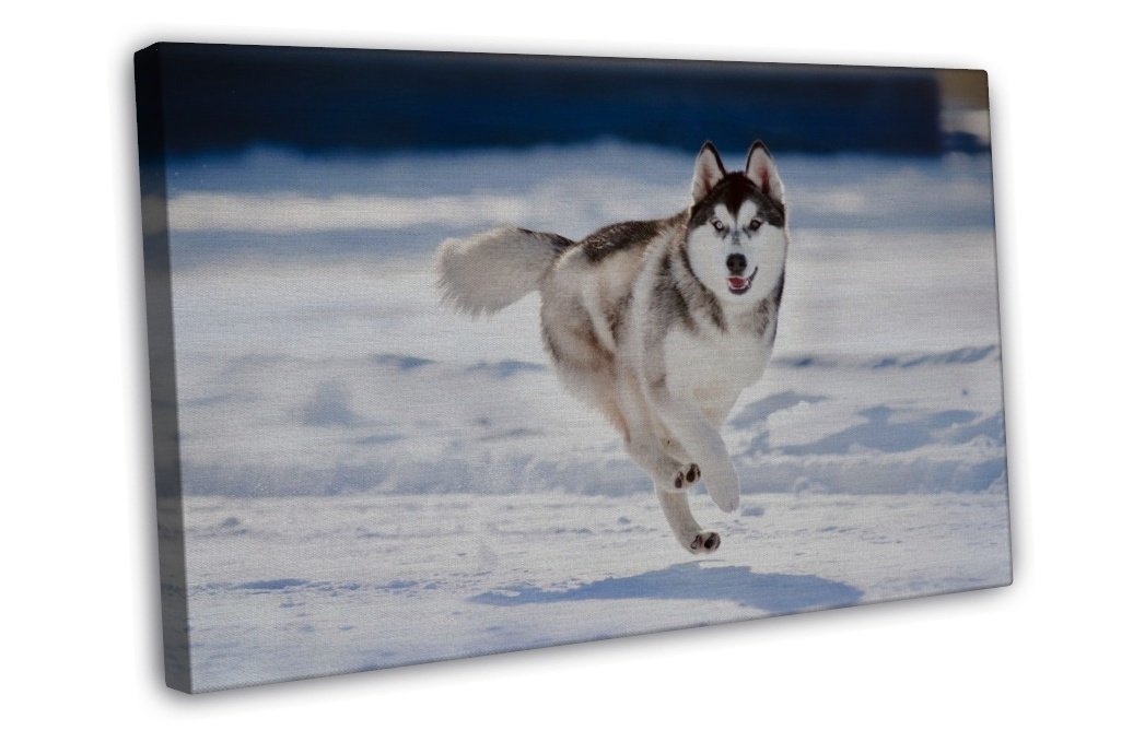 Siberian Husky Wall Decor 20x16 Framed Canvas Print