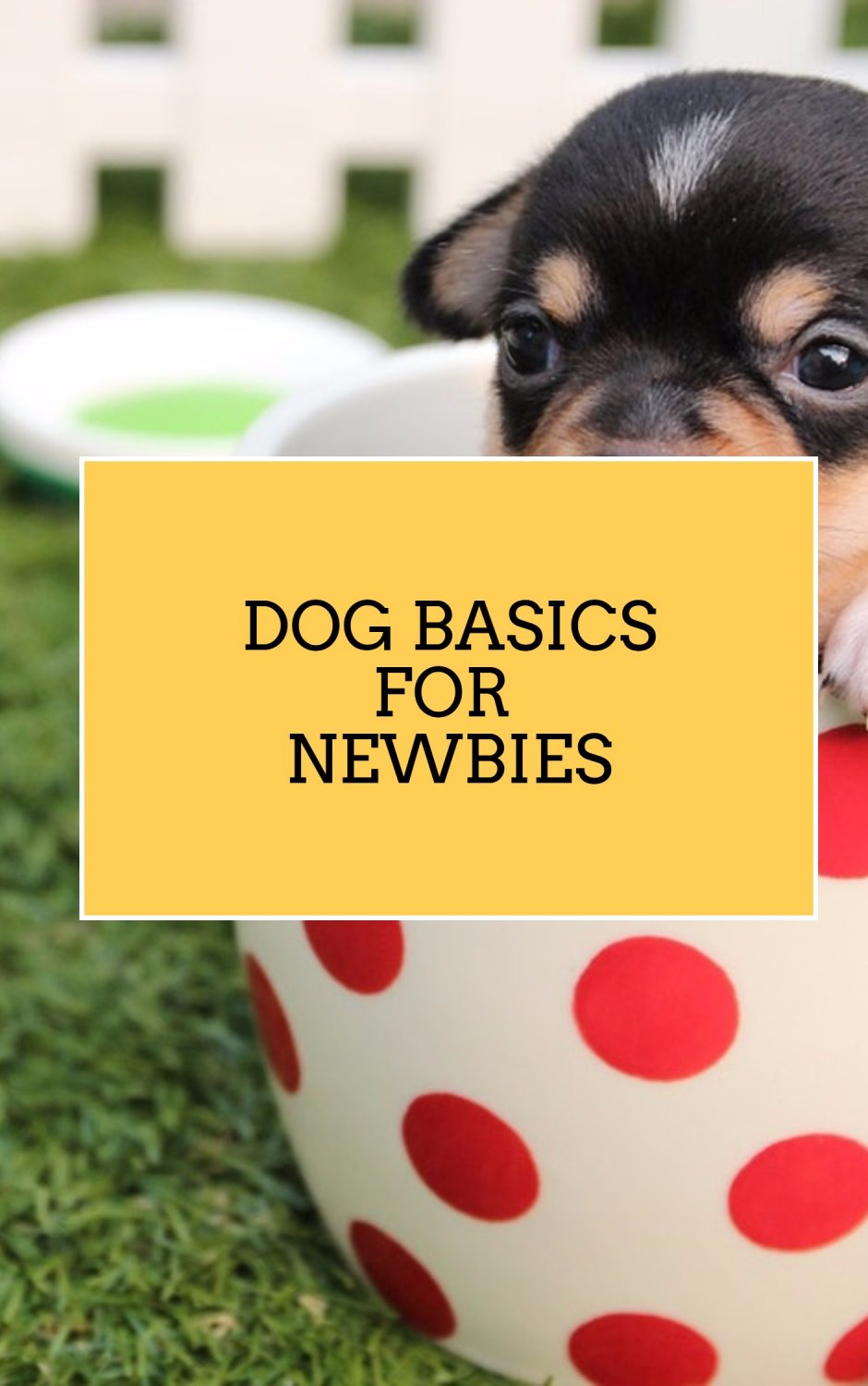 Dog Basics For Newbies