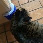 Pet cat Self Groomer