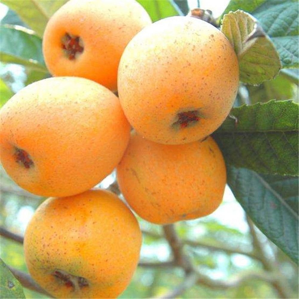 20 Seeds Pack Giant Japanese Plum Loquat Tree Plant Seed 90