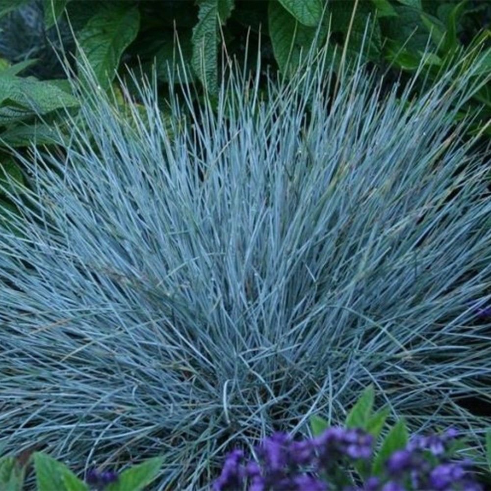 300 Blue Fescue Grass Seeds - (Festuca glauca) perennial hardy ...