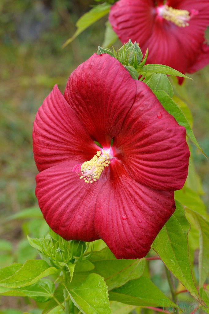 Hibiscus moscheutos 'Galaxy' - 30 seeds, hardy, tropical looking