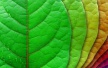 Natures-stock
