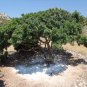 Natural Mastic Chewing Gum Greece Chios 4 Flavors Lemon Mint Cinnamon Sugar Free