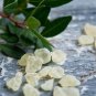 Natural Mastic Chewing Gum Greece Chios 4 Flavors Lemon Mint Cinnamon Sugar Free