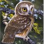 Saw Whet Owl Toland Art Banner