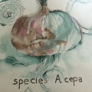 Beautiful Original WaterColor "Species A.cepa" pencil Signed By Joan Grady.