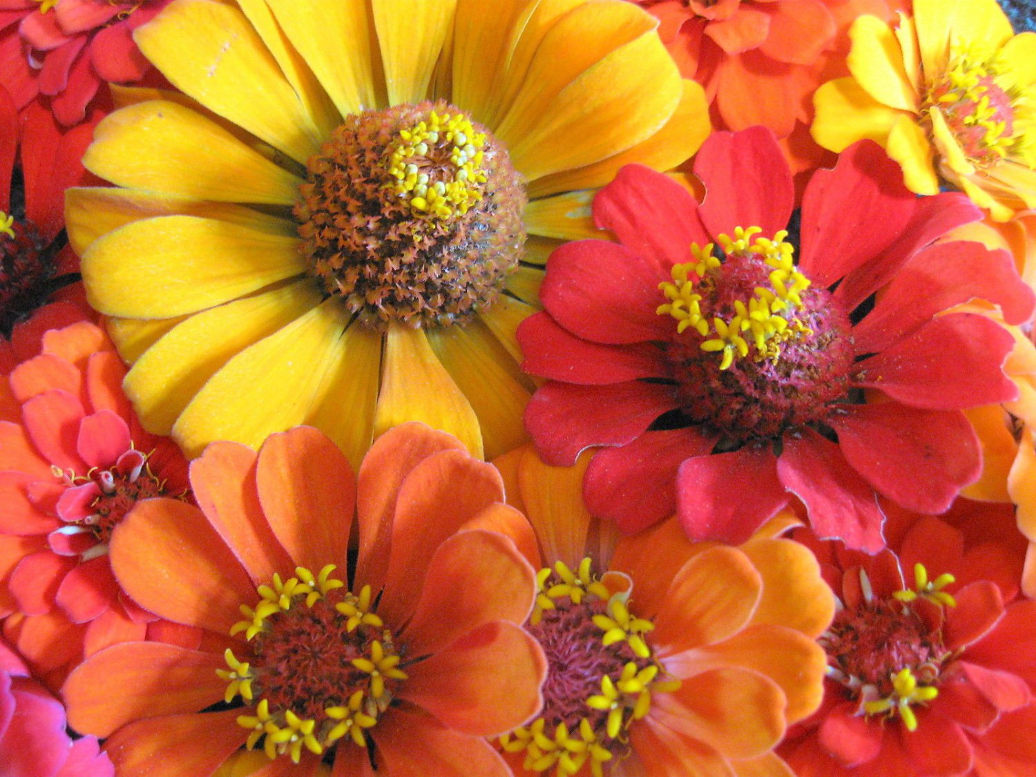 Mixed Zinnia Seeds, Southern Sunset, Bulk Zinnia Seeds, Heirloom Non