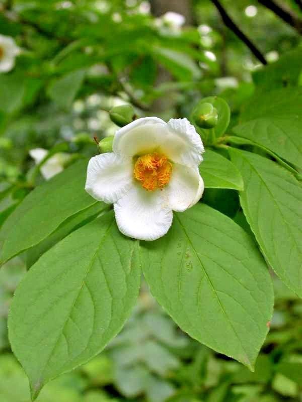 15 Japanese Stewartia Seeds Stewartia Pseudocamellia