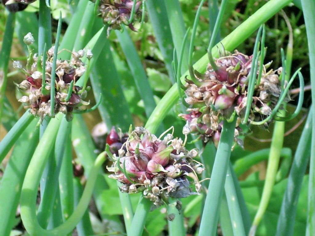 8 EGYPTIAN WALKING ONION PLANTS Allium cepa