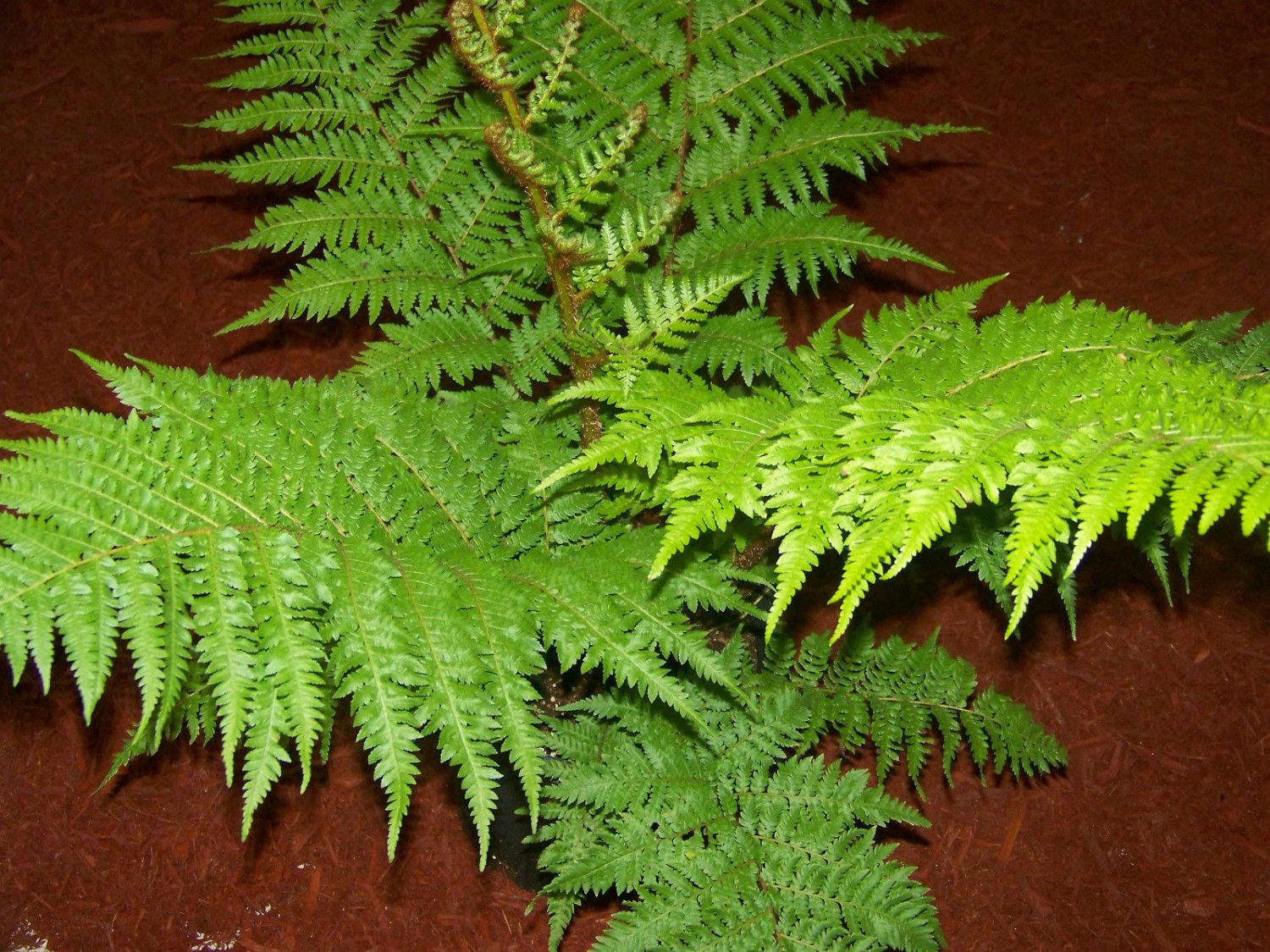 AUSTRALIAN TREE FERN IN QUART CONTAINERS