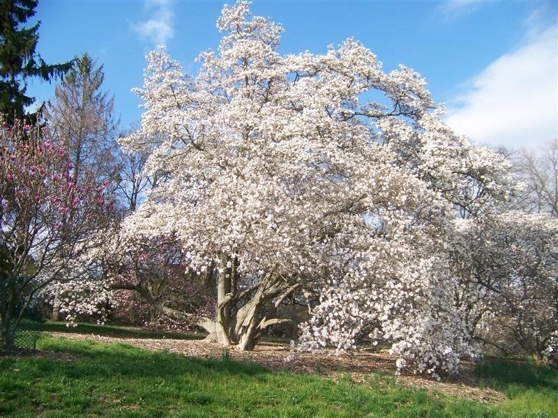 10 LOEBNER MAGNOLIA SEEDS - Magnolia × loebneri 