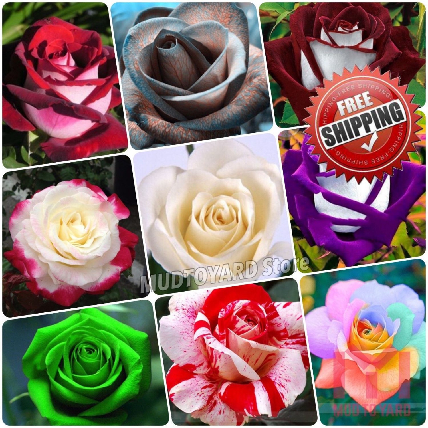 200pc Rare Rose Seeds Osiria Rose Shrub Bush Hardy Rosa Perennial