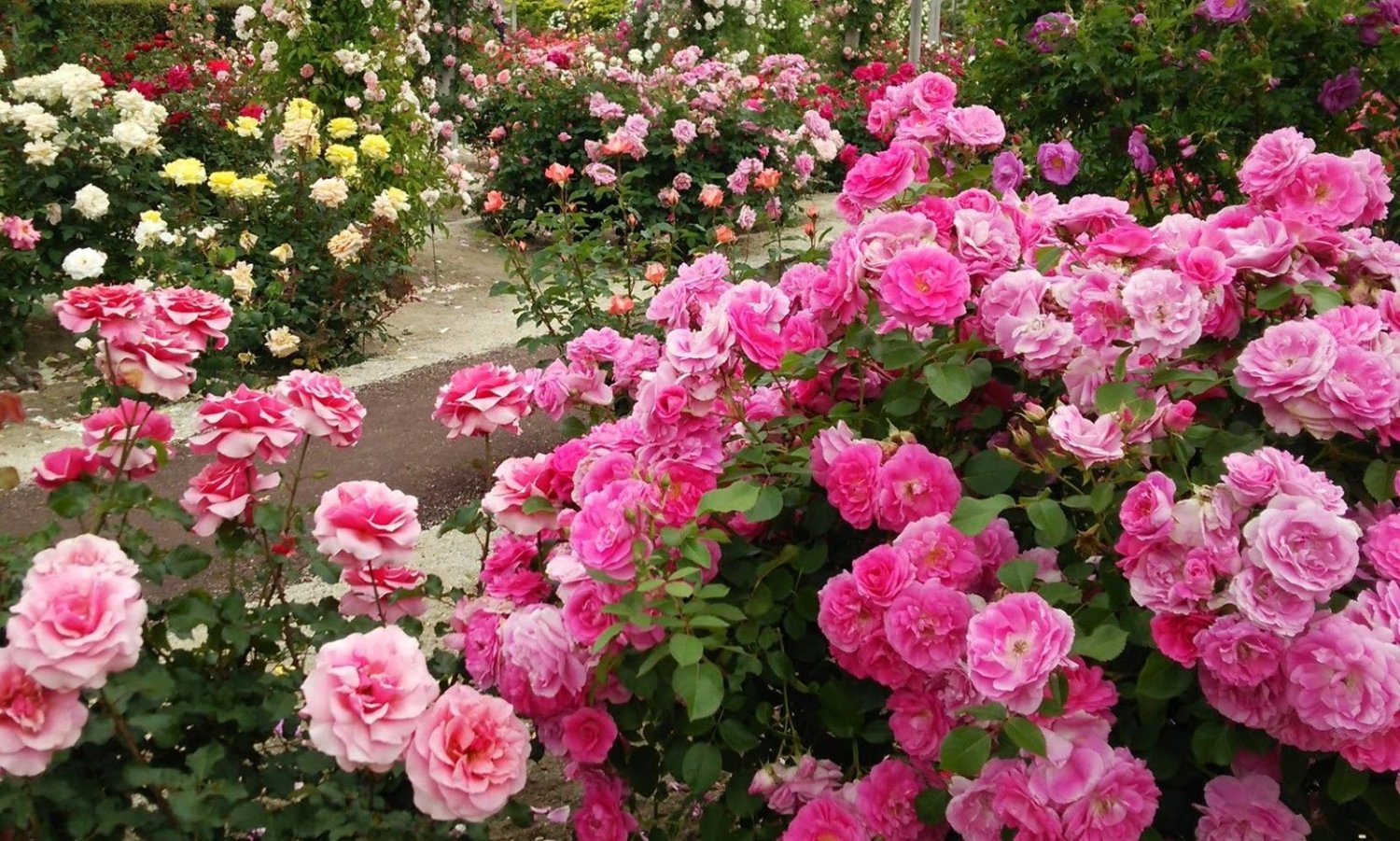 200pc Rare Rose Seeds Osiria Rose Shrub Bush Hardy Rosa Perennial