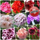 100pc Rare Geranium Seeds Appleblossom Rosebud Pelargonium Perennial Flower Seed