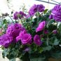 100pc Rare Geranium Seeds Appleblossom Rosebud Pelargonium Perennial Flower Seed