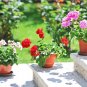 100pc Rare Geranium Seeds Appleblossom Rosebud Pelargonium Perennial Flower Seed