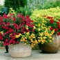 100pc Rare Geranium Seeds Appleblossom Rosebud Pelargonium Perennial Flower Seed