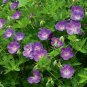 100pc Rare Geranium Seeds Appleblossom Rosebud Pelargonium Perennial Flower Seed
