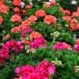 100pc Rare Geranium Seeds Appleblossom Rosebud Pelargonium Perennial Flower Seed