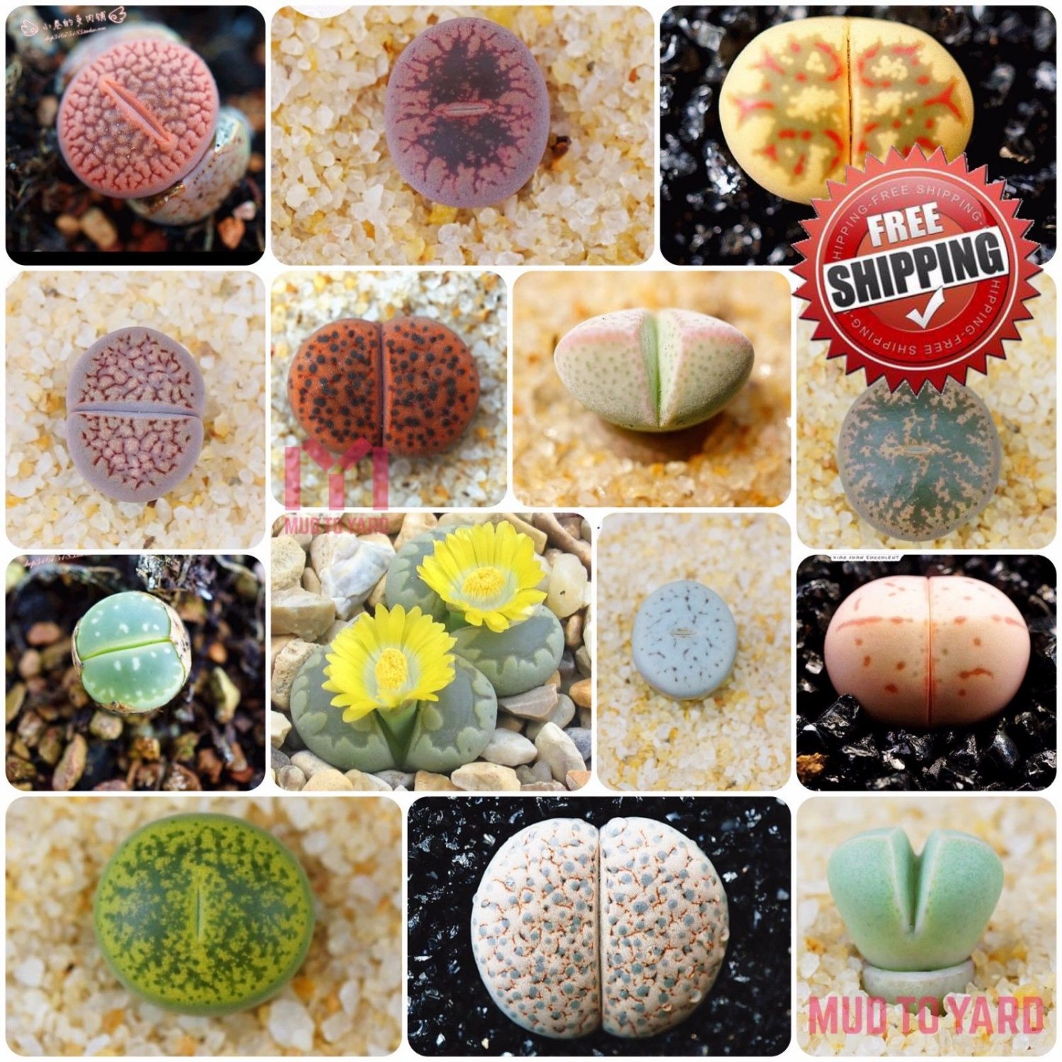 200pcs Exotic Lithops Seeds Succulent Cactus Seed Living Stone Indoor