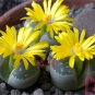 200pcs Exotic Lithops Seeds Succulent cactus seed Living stone indoor plants
