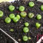 200pcs Exotic Lithops Seeds Succulent cactus seed Living stone indoor plants