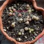 200pcs Exotic Lithops Seeds Succulent cactus seed Living stone indoor plants