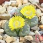 200pcs Exotic Lithops Seeds Succulent cactus seed Living stone indoor plants