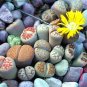 200pcs Exotic Lithops Seeds Succulent cactus seed Living stone indoor plants