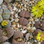 200pcs Exotic Lithops Seeds Succulent cactus seed Living stone indoor plants