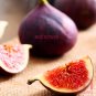 100pc Sweet Red Fig seeds Organic Edible Tropical fruit Mulberry family